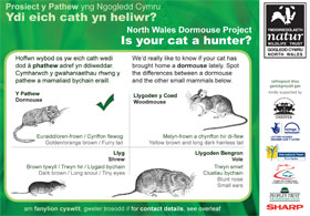 dormouse postcard