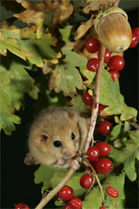 photo of dormouse