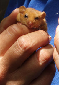 photo of dormouse in hand