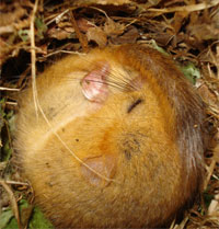 photo of dormouse in torpor