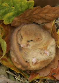 photo of hibernating dormouse